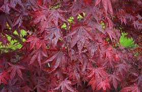 Also known as acer palmatum wolff. Acer Palmatum Emperor 1 Acer Palmatum Emperor I Acer Palmatum Red Emperor Acer Palmatum Wolff Plant Lust