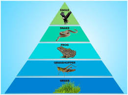 Ecological Pyramids [Number, biomass, Energy Types - Examples, Significance  & Limitations]