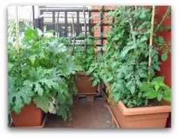 small space vegetable garden ideas and