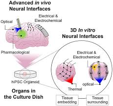 Materials Chemistry Of Neural Interface