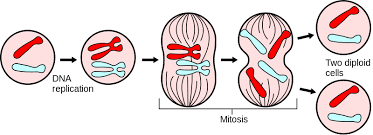 what cells does mitosis produce free