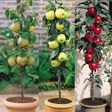 3 Miniature Fruit Tree Collection