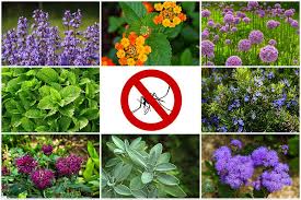 20 Best Plants That Repel Mosquitoes