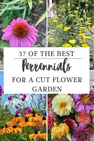 37 Of The Best Perennial Cut Flowers
