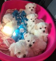 tiny teacup maltese puppies now set to