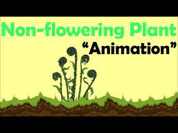 non flowering plants animation you