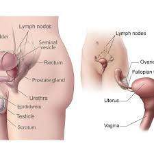 The epididymis is a long, coiled tube that rests on the backside of each testicle. Male And Female Gonads Testes And Ovaries