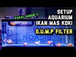 setup aquarium ikan hias mas koki