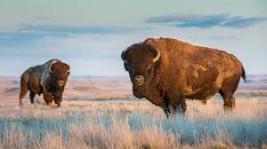 Yellowstone national park, mammoth, wyoming. Bison Gored A Woman Multiple Times After She Tried Taking A Picture With It In Yellowstone National Park Marketwatch