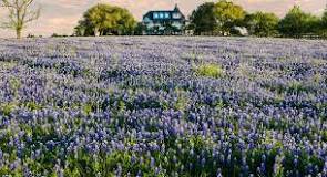 are-the-bluebonnets-blooming-in-chappell-hill-texas