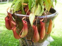 Nepenthes Pitcher Plants Treating A Pitcher Plant With Red