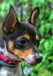 Toy fox terrier information including personality, history, grooming, pictures, videos, and the akc breed standard. My Girl Belle Toy Fox Terrier Rat Terrier Dogs Fox Terrier Puppy Toy Fox Terrier Puppies