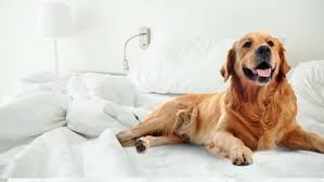 Why Do Dogs On Beds Pawsafe