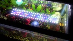 Big List Of The Best Led Lights For Freshwater Aquariums In 2020