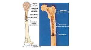 Create your own flashcards or choose from millions created by other students. Week 3 Tissue Structure And Function 2 3 Structure And Strength Functions Of Bone And Cartilage Openlearn Open University Oufl 008