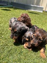 long haired mini dachshund puppies