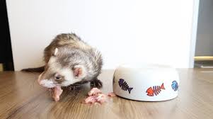ferret food water bowls how to pick