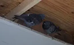 how-do-you-get-rid-of-birds-in-your-soffit