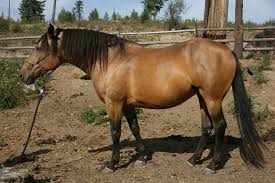 Breyer horse #993 shenandoah mustang buckskin bald face black points 1997. Buckskin Mustang Color Genetics