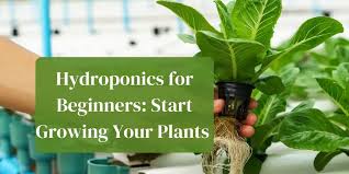 hydroponics for beginners start