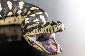 spider ball python the ultimate owner