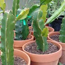 How often to water dragon fruit plants. Everything You Need To Know About Dragon Fruit Trees