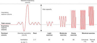 respiratory system response to exercise