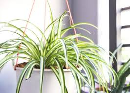 9 Beautiful Low Light Indoor Plants