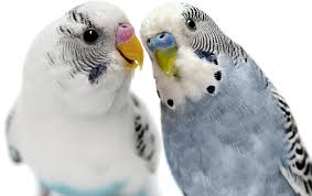 Budgie Breeding Guide In 8 Simple Points Budgiewiki