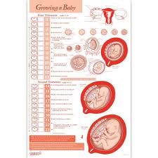 Stages Of Fetal Development Model Set Childbirth Graphics