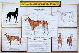 Anatomy Of Greyhound Chart