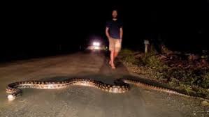 Reticulated python is one of the longest snakes in the world and it is a species of snake in the family pythonidae. Australia S Longest Snake Blocks Road Queensland Times