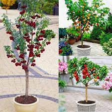 Dwarf Patio Fruit Trees Collection