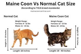average weight of a maine cat