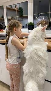 world s largest cat is almost as tall