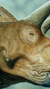 wallpaper triceratops dinosaurs