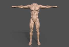 Full length muscle body, front, back view of a standing man. Artstation Human Male Body Fantasy Anatomy Sculpt Mark Palcko