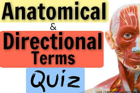 The students of today need understanding, so, you cannot teach a topic like this without a body diagram. Directional Terms Quiz Anatomy And Physiology