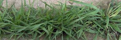 There are a lot of different types of tall fescue grass to choose from with regular maintenance, however, bluegrass can be free from thatch and very attractive. How To Tell The Difference Between Quackgrass Fescue And Crabgrass Solutions Pest Lawn