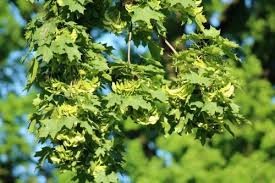 10 common trees found in our neck of