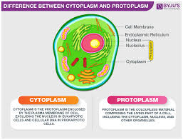 difference between cytoplasm and