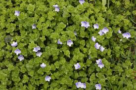 Veronica filiformis - Michigan Flora