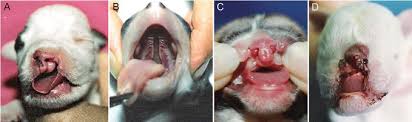 cleft lip and palate in the dog