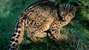 Kucing hutan termasuk salah satu jenis. Daftar Harga Kucing Hutan Semua Jenis Terbaru 2021