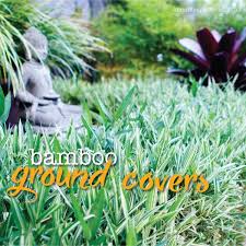 Bamboo Ground Covers About The Garden