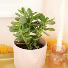 how to grow and care for jade plants