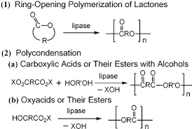 lipase catalyzed synthesis