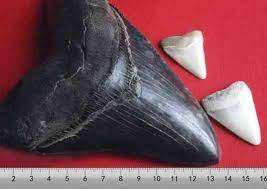 Megalodon, der größte hai aller zeiten, ist wohl bereits vor 3,6 millionen jahren ausgestorben. Megalodon Grosse Des Super Hais Bestimmt