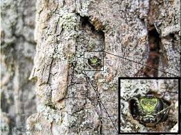 Devastation Inflicted To Ash Trees By Emerald Ash Borer