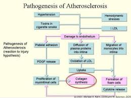 Atherosclerosis Ppt